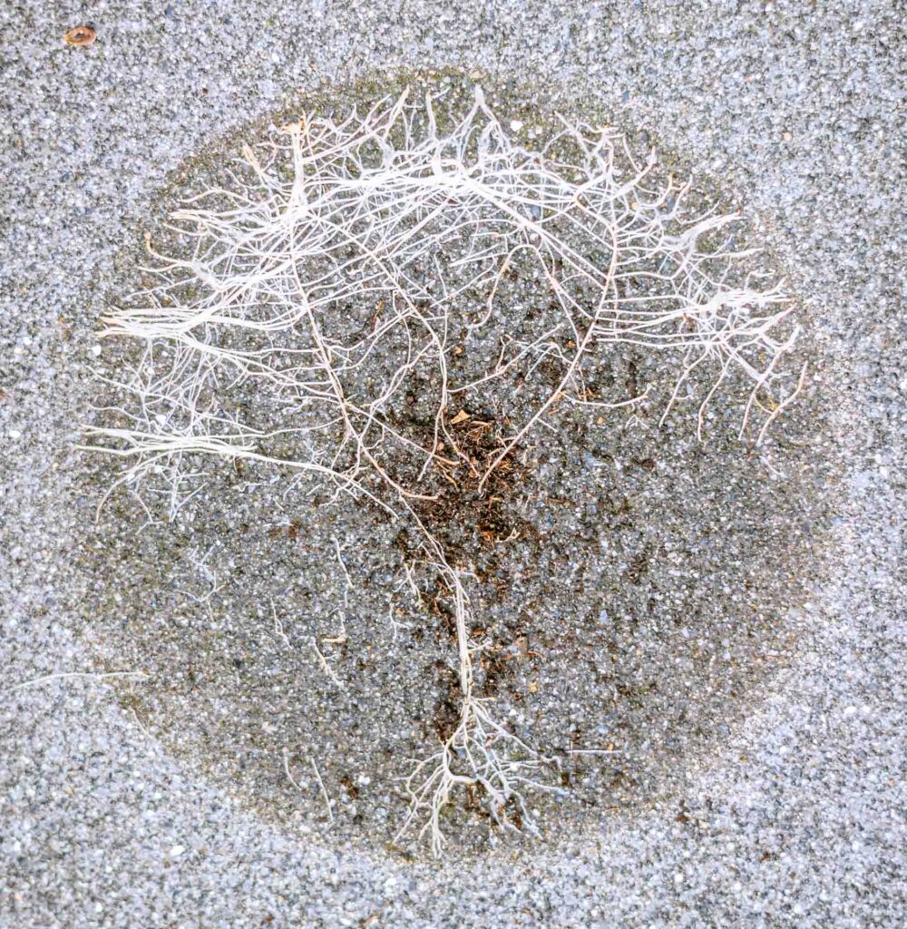 Image description